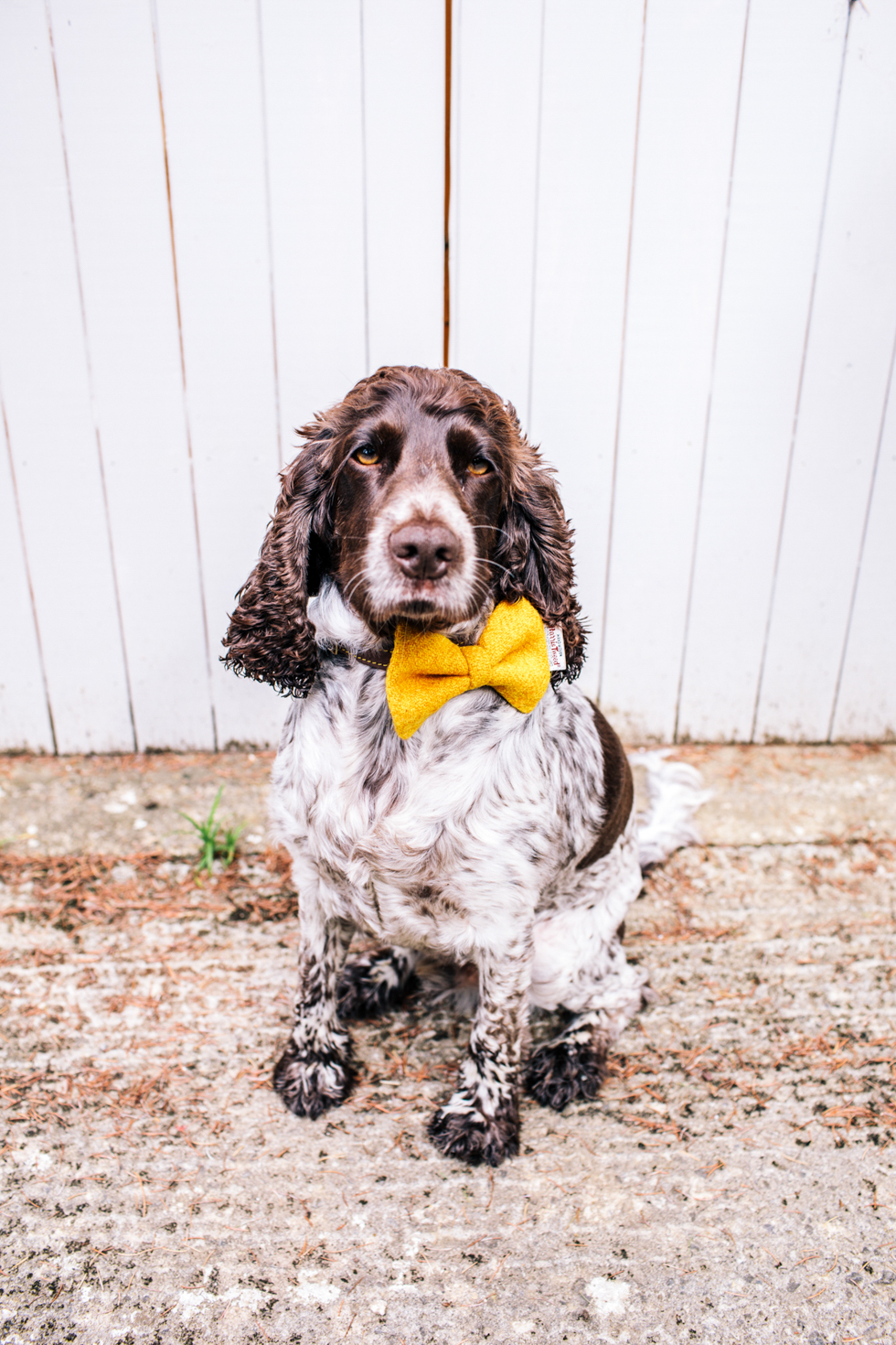 woody the grooms spaniel sat with a yellow bow tie on for a portrait