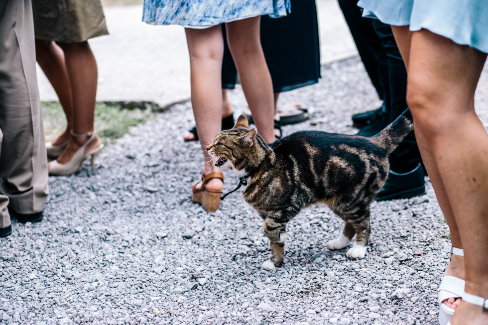 farm cat wanting to be fussed and fed by wedding guests